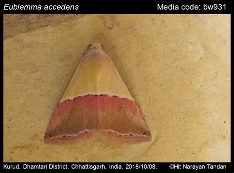 Eublemma accedens | Moths