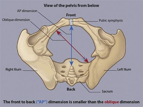 Prescriptive and proscriptive lessons for managing shoulder dystocia: a ...