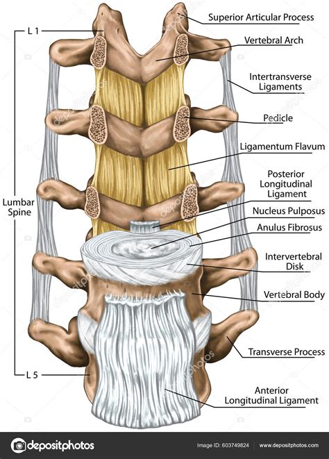 Ligaments Lumbar Spine Structure Ligaments Surrounding Lumbar Spine Anterior Longitudinal Stock ...