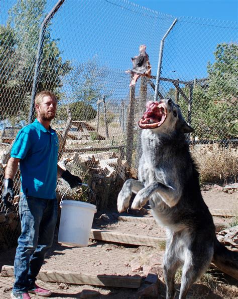 Mission: Wolf - Westcliffe, CO | Animal Sanctuary - Uncover Colorado