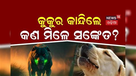 Dogs cry: ରାତି ଅଧରେ କୁକୁର କାନ୍ଦିଲେ ମିଳେ କେଉଁ ସଙ୍କେତ? ଶୁଭ ନା ଅଶୁଭ... Why ...