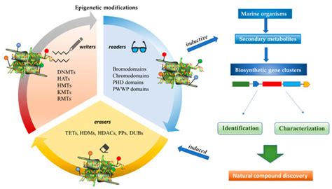 Marine-Derived Secondary Metabolites | Encyclopedia MDPI