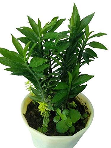 Himalayan Flora Pedilanthus Live Plant with Pot-4''& : Amazon.in ...