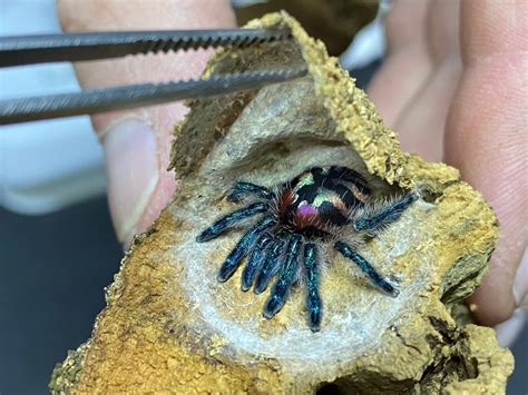 Typhochlaena seladonia. Brazilian Jewel (1cm)