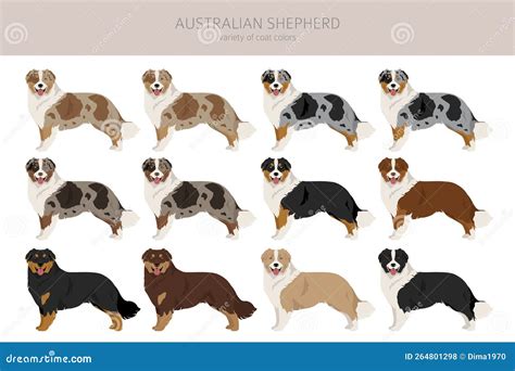 Australian Shepherd Clipart. Coat Colors Aussie Set Stock Vector ...