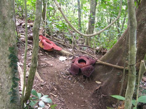 RAFFLESIA ARNOLDII |The Garden of Eaden