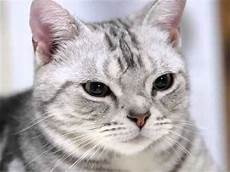 shorthair cat american shorthair grey cat pictures shorthair cat american shorthair grey cat pictures