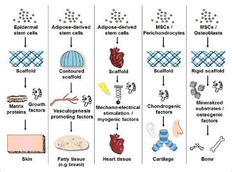 What Is Tissue Engineering 的图像结果