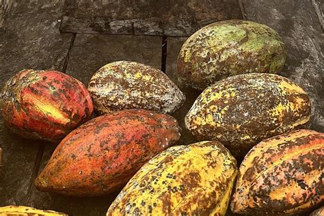 Bohol Chocolate Making and Farm Tour 2025 - Viator