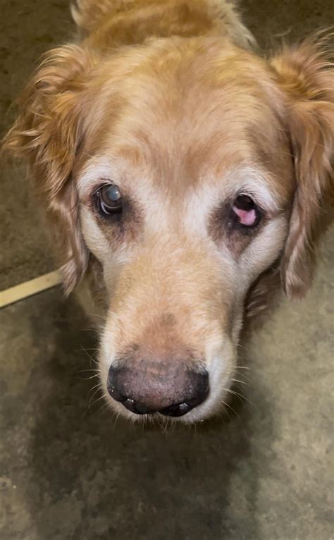 Horners Syndrome in Goldens : r/goldenretrievers