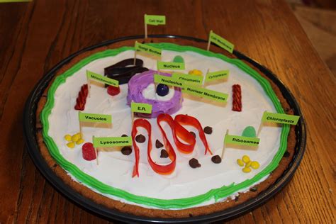 Plant Cell Model With Food