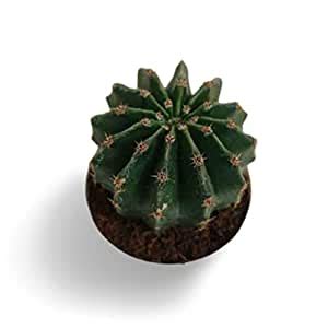Creative Farmer Plant For Main Door Natural Easter Lily Cactus Live ...