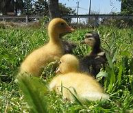 Image result for Duck Hugging Bunny