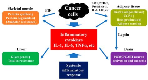 Cancer Cachexia: Its Mechanism and Clinical Significance