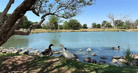 Decoding The Duck Pond: Understanding Duck Social Behavior Patterns