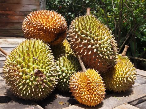 Durian Fruit In Spanish at Ronald Pepper blog