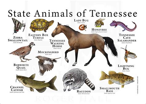 Tennessee State Animals Poster Print - inkart