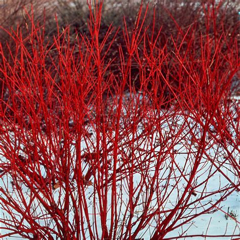 Red Twig Dogwood Summer