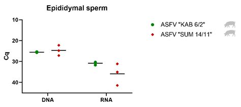 The Role of Male Reproductive Organs in the Transmission of African ...