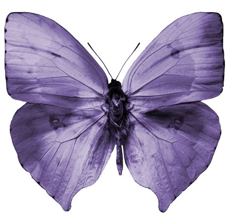 butterfly pictures hogwarts legacy