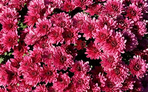 November Birth Flower: The Chrysanthemum | The Old Farmer's Almanac