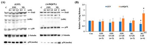 Evidence for Involvement of ADP-Ribosylation Factor 6 in Intracellular ...