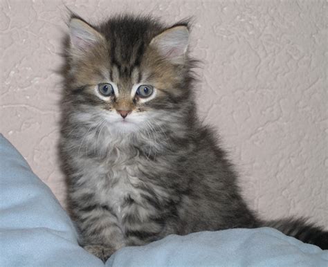 Sehr verschmuste Sibirische Katzenkinder in diversen Farben in ...