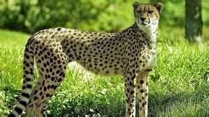 Cheetah wallpapers hd, desktop backgrounds, images and pictures