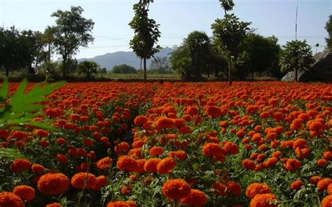 Hosur sightseeing and places to visit, little England of India ...