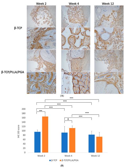 In Vivo Evaluation of Bone Regenerative Capacity of the Novel ...