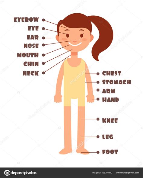Partes Del Cuerpo Dibujo