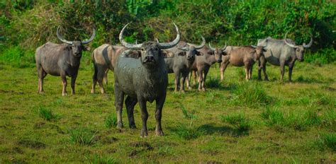 More wild water buffaloes in central India to fix population decline and ecological degradation