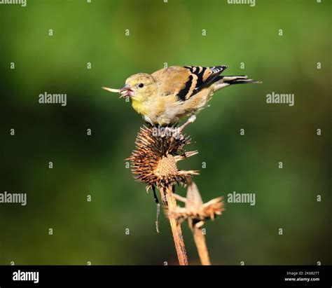 American Goldfinch, latin Spinus tristis, in non-breeding plumage ...