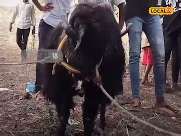 Potelu Pandem: బాప్‌రే.. ఏకంగా రూ.3 లక్షలు తెచ్చి పెట్టిన పొట్టేలు ...