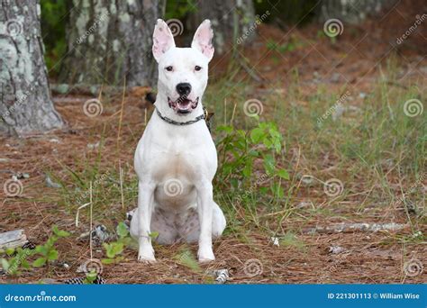 What Is A Bull Terrier Mixed With