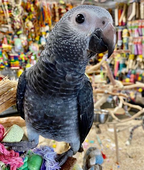 Timneh African Grey for Sale - Intelligent and Friendly Companions