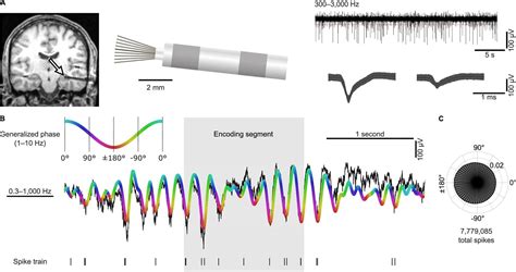 Brain cells follow an internal rhythm during memory formation and ...