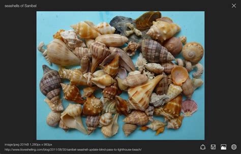 Bing Shells 的图像结果
