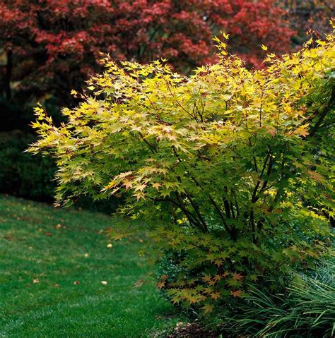 18 Excellent Japanese Maples | Better Homes & Gardens