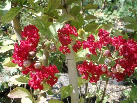 Wilson Landscape Nursery: Plant Information: Dynamite Red Crepe Myrtle ...