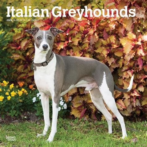 Buy Italian Greyhounds | 2025 12 x 24 Inch Monthly Square Wall ...