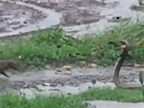 Gujarat Monsoon Rain Flooding; Surat Devastated, Rivers Overflow