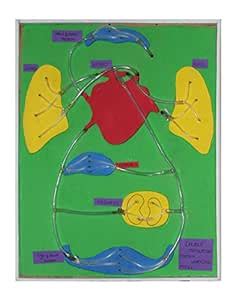 Buy YES LABS Double Circulatory System Working Model - Science Kit for ...