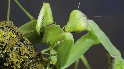 Praying Mantis Mating at Sophia Sutcliffe blog