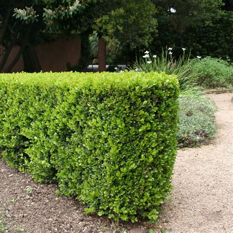 Japanese Boxwood | Plants Express