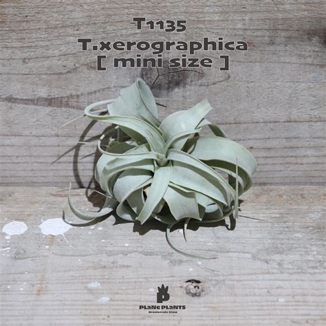 【送料無料】キセログラフィカ mini〔エアプランツ〕現品発送T1135 | plane plants