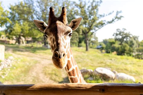 Lee G. Simmons Wildlife Safari Park