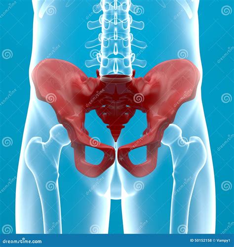 Pelvis Human Body X-ray Stock Illustration - Image: 50152158