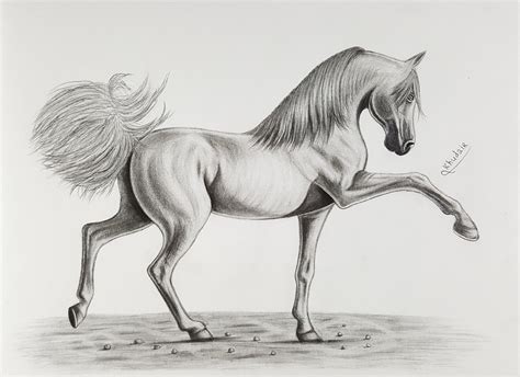 Horse Drawings