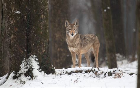 Anniversary Match | Endangered Wolf Center